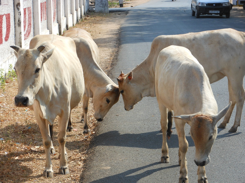nature, animal wildlife, country, hindu, herbivorous, mammal, pets, Culture, domestic animals, animal, Cattle, day, travel, domestic, shadow, animal themes