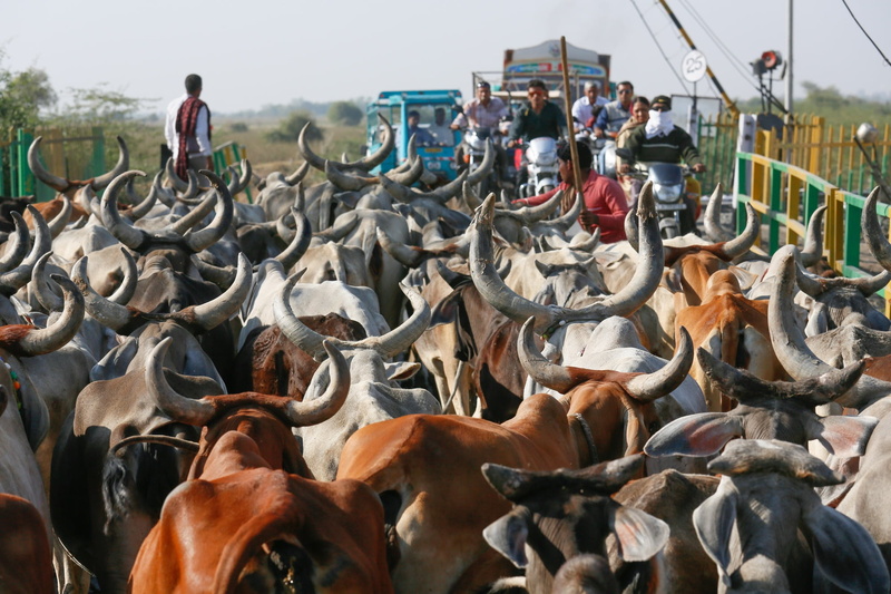 cows, animal wildlife, large group of animals, rural, outdoor, day, herd, men, group, incidental people, domestic animals, banita, asia, mammal, summer