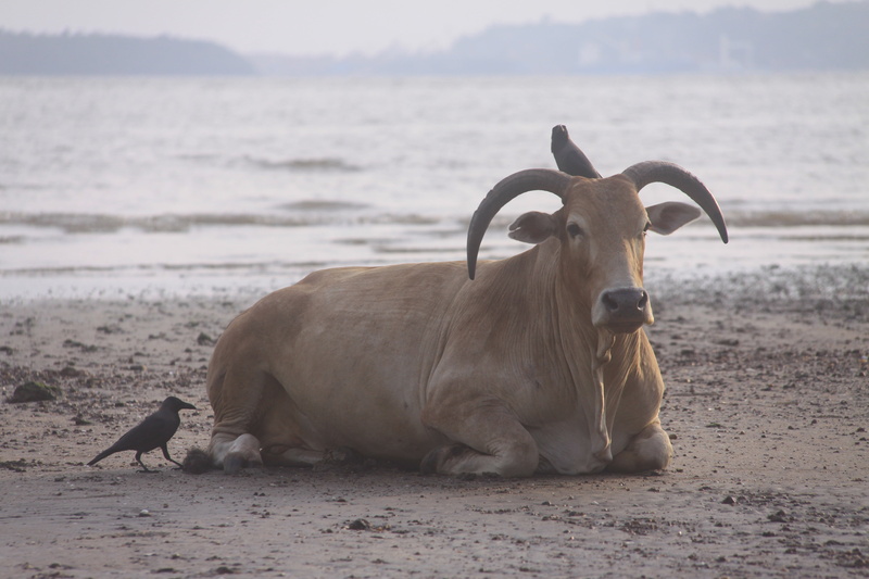 pets, cattle, beach, land, birds, vertebrate, focus on foreground, animal themes, water, goa, domestic, seashore, no people, mammal, india, animal family