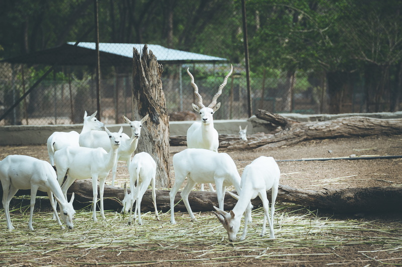 animals in the wild, field, sheep, cattle, antelope, animal wildlife, group of animals, elk, india, domestic animals, wild, tree, wildlife, deer, day, nature