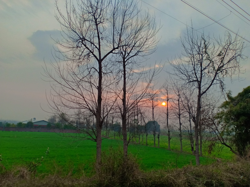 plant, nature, bare tree, green color, environment, tranquil scene, red sky, animal, land, beauty in nature, scenics - nature, dusk, no people, new delhi