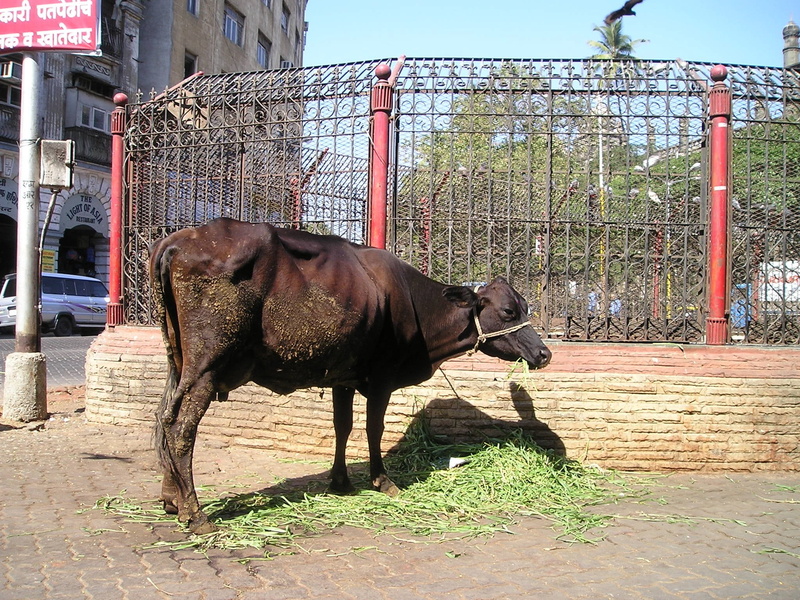 outdoors, livestock, architecture, barrier, herbivorous, mammal, animal wildlife, vertebrate, domestic animals, full length, pets, holy, built structure