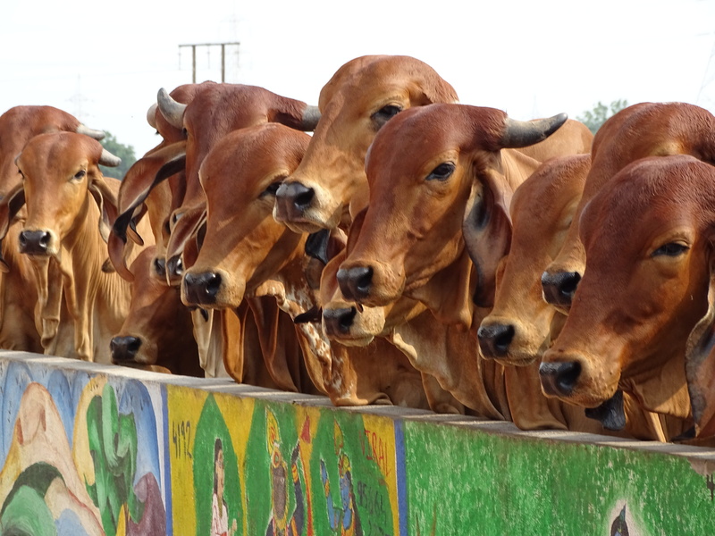 architecture, livestock, evening, animal, historic, sky, cow, summer, indian, cattle, religious, sunset, asia, landscape, holy cow, history, hinduism, milk
