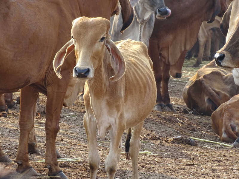 animal family, gaumata, land, no people, cow, animal, animal themes, culture, field, young animal, agriculture, brown, asia, vertebrate, pets, religious