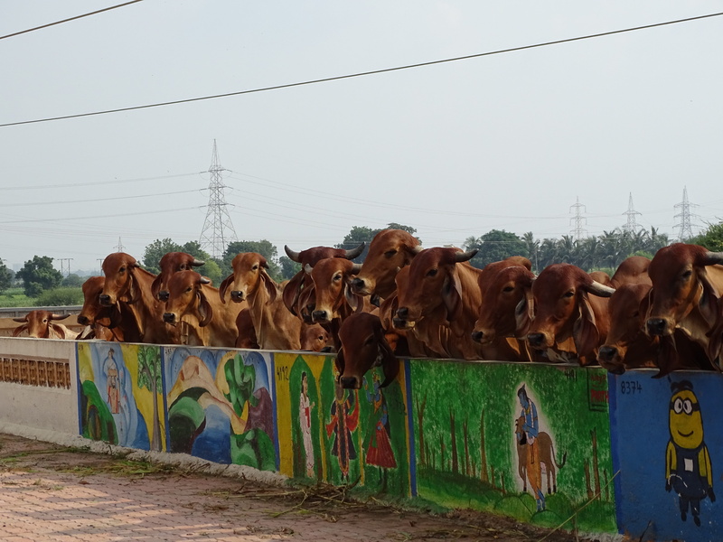 heritage, sunset, religious, vertebrate, indian, domestic animals, sky, mammal, history, cow, traditional, agriculture, animal themes, pets, cityscape