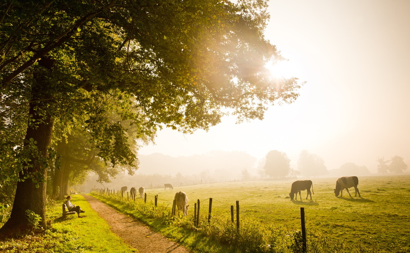 land, Light, Enjoy, no people, Seat, Misty, tree, environment, Utrecht, 4K, domestic, landscape, Autumn, Sunny, Seasons, sunlight, vertebrate, Travel
