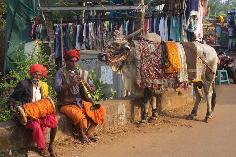 vertebrate, 5K, men, street, domestic animals, traditional, people, working animal, anjuna market, instruments, herbivorous, india, goa, clothing, man
