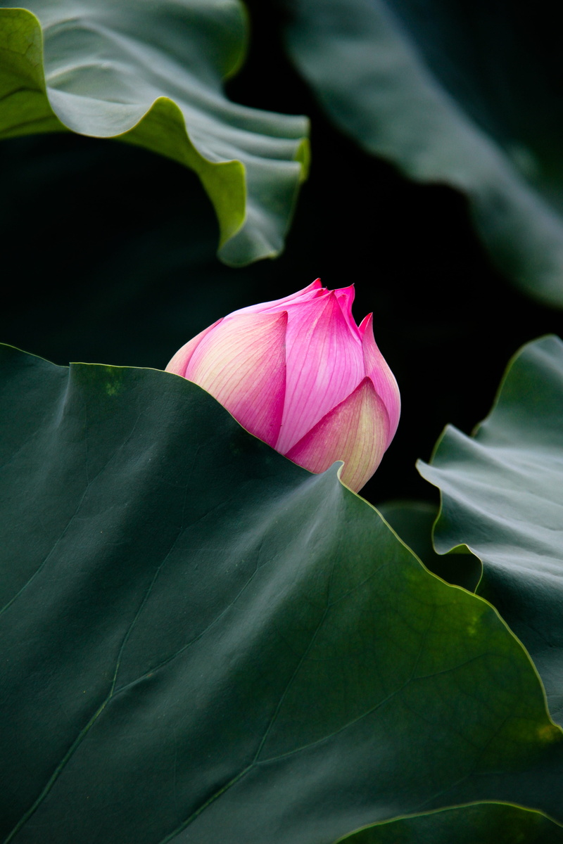 shy, inflorescence, growth, flowering plant, dutch, poetry, judah hold pipa half cover surface, petal, vulnerability, freshness, beauty, pink color, plant