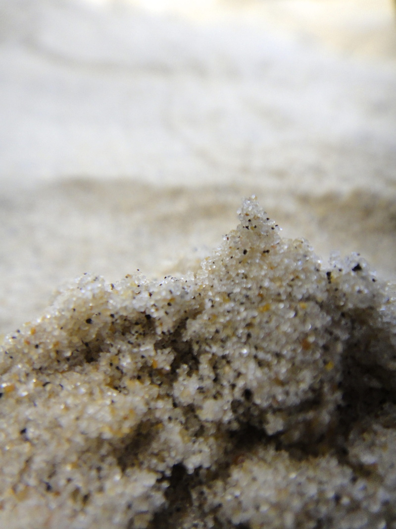 animal, marine, animal wildlife, 2K, nature, sand, brazil, beach, coral, selective focus, animals in the wild, animal themes, undersea, textured, sea life
