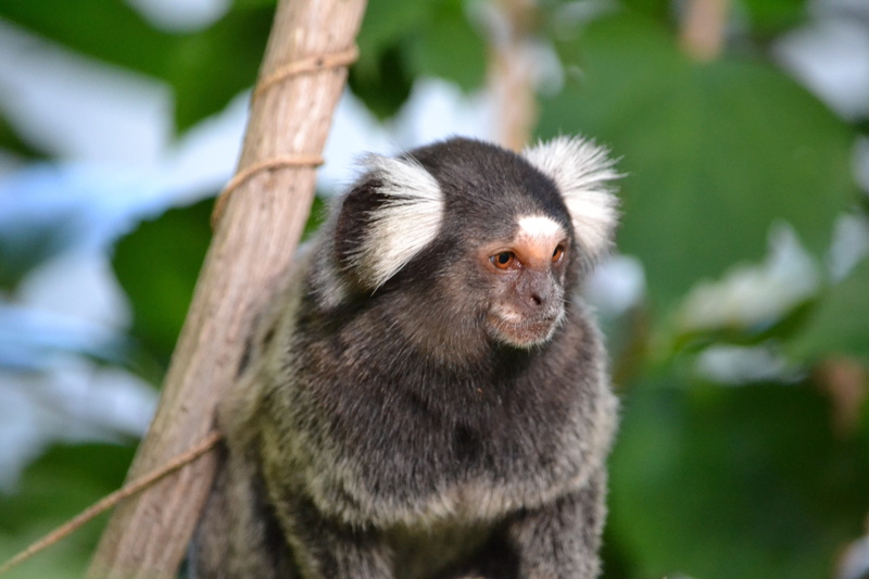 brazil, focus on foreground, callitrichinae, baboon, animals in the wild, branch, monkey, pipa beach, plant, tree, no people, primate, day, vertebrate