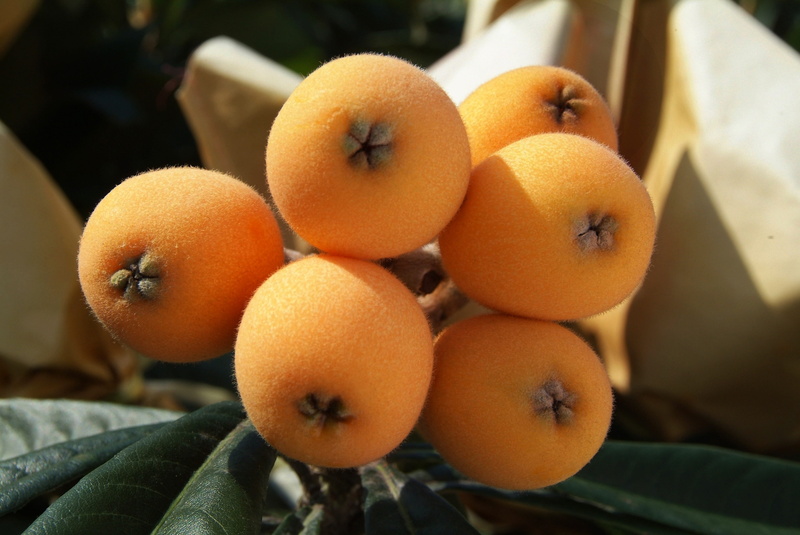 food, close-up, freshness, fruit, indoors, healthy eating, orange color, flowering plants, focus on foreground, ripe, group of objects, chinese plum, wellbeing