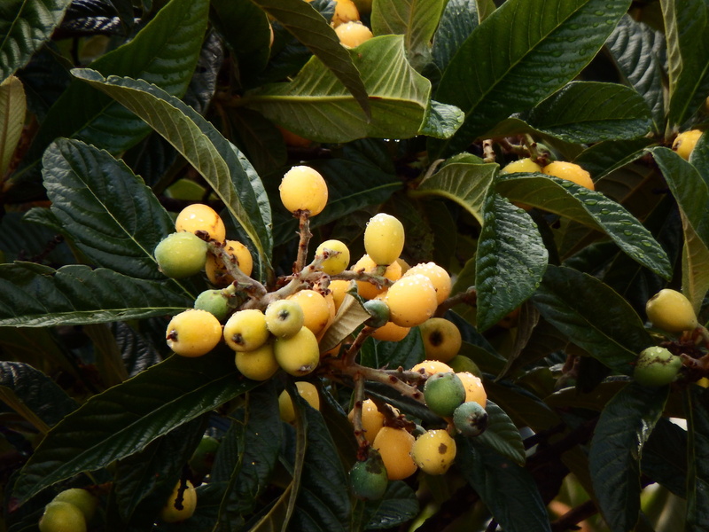 la palma, growth, food and drink, san andrés y sauces, healthy eating, tree, wellbeing, fruit tree, 4K, plant part, food, cc0, eriobotrya japonica, berry fruit