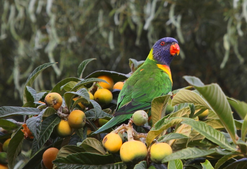 Loquat, Feast, 1080P, Parrot, Loquat Berries, Birds, Rainbow Lorikeet, Bokeh, Bird