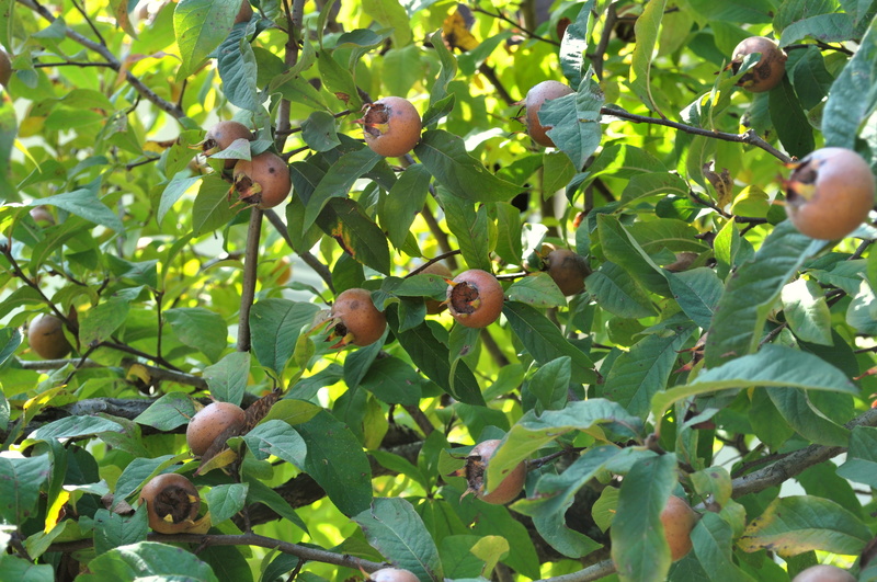 day, beauty in nature, wellbeing, outdoors, growth, kernobstgewaechs, healthy eating, freshness, loquats, nature, tree, low angle view, ripe, fruit, food