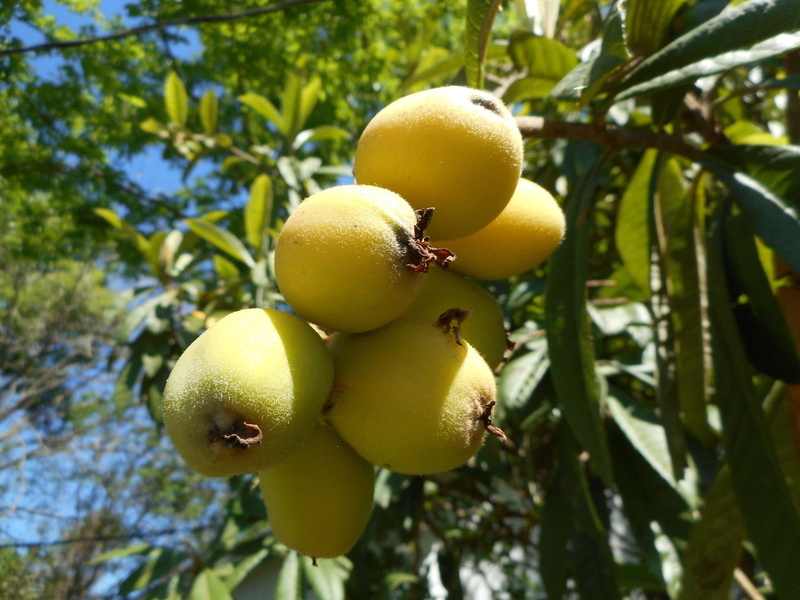 food and drink, tree, healthy eating, lemon, agriculture, growth, food, plant part, nature, fruit, no people, focus on foreground, citrus fruit, organic