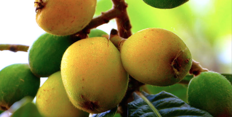 wellbeing, growth, freshness, outdoors, close-up, healthy eating, nature, food and drink, no people, 5K, tree, sicily, plant, green color, crop, loquats