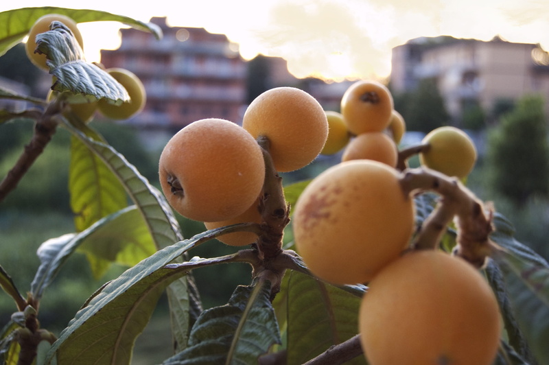 leaf, ripe, plant, close-up, freshness, agriculture, focus on foreground, fruit, plant part, wellbeing, nature, selective focus, 2K, outdoors, tree, loquats