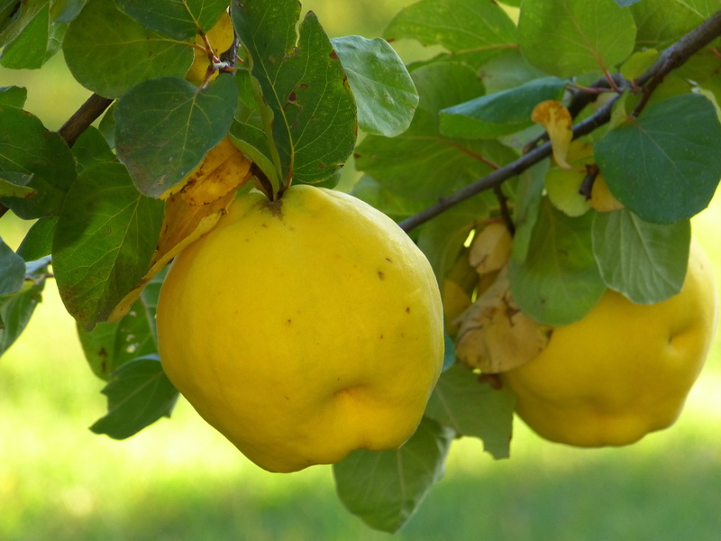 leaf, green Color, no people, pome fruit, tree, outdoors, fruit, fruit tree, orchard, healthy eating, 4K, fluffy, kernobstgewaechs, rose greenhouse, quince