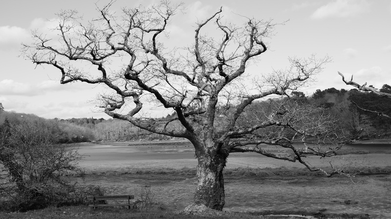 tranquil scene, beauty in nature, landscape, bandw, water, tree, bare tree, non-urban scene, plant, cloud - sky, no people, scenics - nature, old tree