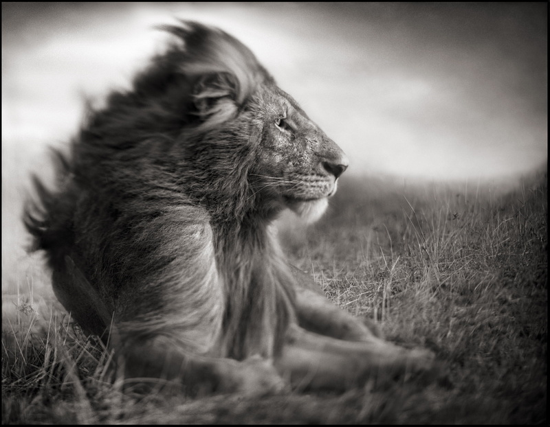 big Cat, safari Animals, portrait, looking, nature, mammal, adult, large, grass, lion, b/W, feline, lion - Feline, field, profile view, plant, day, 1080P
