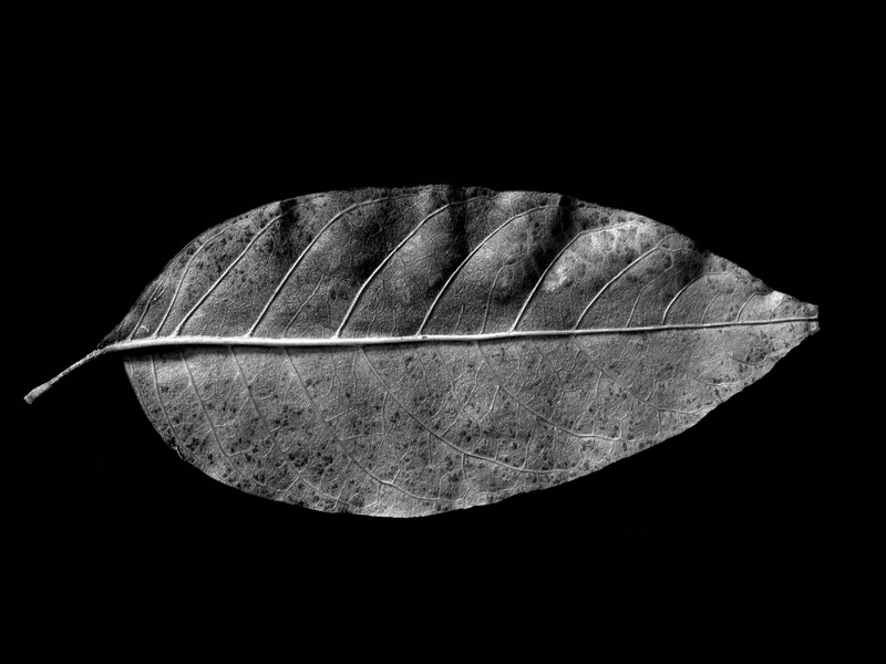 b and w, leaf vein, nature, leaf, dry, studio shot, plant, plant part, cut out, black and white, textured, close-up, single object, night, directly above