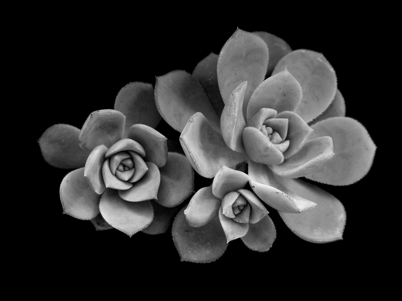 inflorescence, freshness, grayscale, still life, flowering plant, photography, fragility, flower head, plants, three, softness, botany, studio shot, succulent