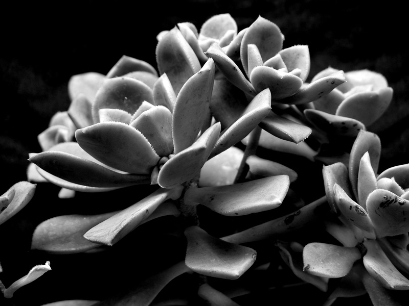 nature, flower head, growth, selective focus, black and white, 2K, still life, b and w, flowering plant, freshness, food and drink, no people, beauty in nature