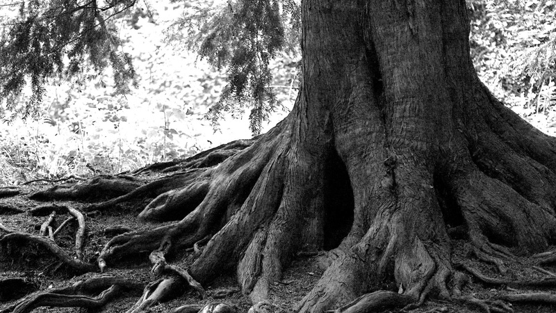 forest, land, day, outdoors, scenics - nature, root, nature, tree trunk, bandw, plant, beauty in nature, pattern, textured, branch, growth, 1080P, black and white