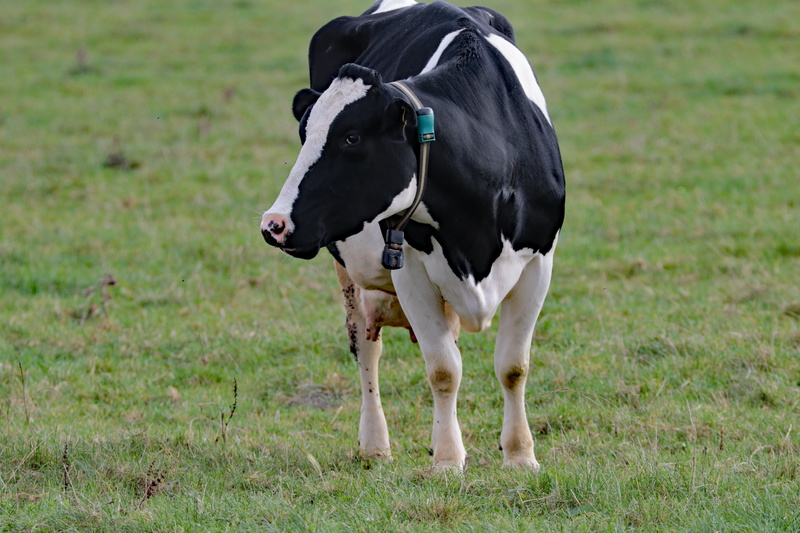 herbivorous, cattle, nature, udder, livestock, animal, green color, no people, domestic, pets, domestic animals, land, field, cow, agriculture, grass, vertebrate
