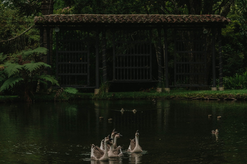 swimming, vertebrate, grass, tree, 5K, no people, group of animals, door, water, water bird, plants, animal wildlife, bird, animals, waterfront