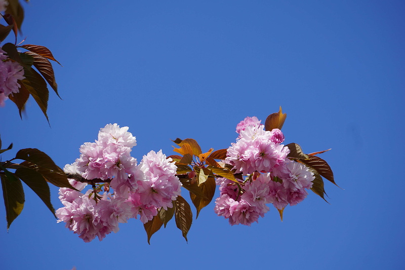 flower head, botanique, flower, flowering plant, vulnerability, pink color, plant, freshness, springtime, blue, tree, clear sky, cherry blossom, bunch of flowers