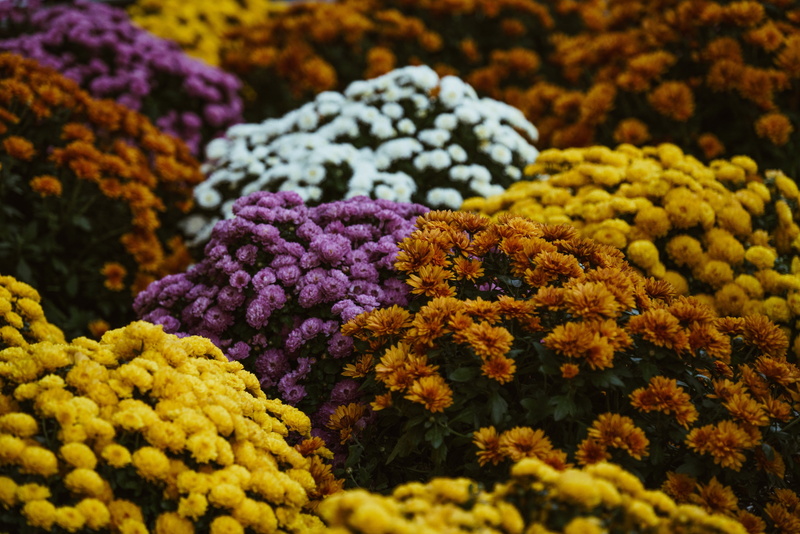 Fall, growth, full frame, Spring, 4K, flower head, Flowers, selective focus, day, vulnerability, Purple, fragility, freshness, Backgrounds, bunch of flowers