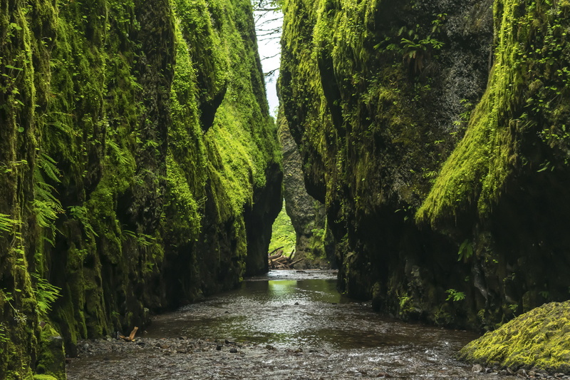 forest, lush foliage, nature, landscape, water, boulders, built structure, no people, growth, green, green Color, flowing water, outdoors, the way forward