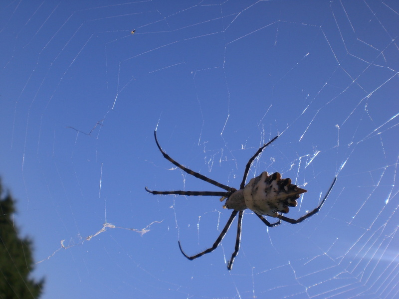 food, fang, eyes, network, disgusting, 1080P, arachnid, catch prey, animal world, arachnoid, formentera, yes, animals in the wild, zoology, outdoors, one animal