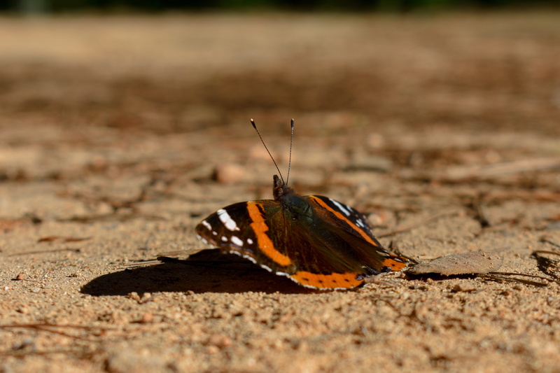 full length, antennas, land, day, sunlight, animal, butterfly - insect, selective focus, insect, animal themes, animal wildlife, forest, animal wing, invertebrate
