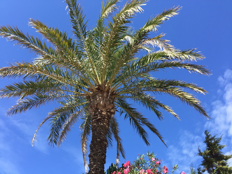 outdoors, low angle view, tree, beauty in nature, growth, palm tree, land, leaf, vegetation, sunlight, cloud - sky, formentera, blue, tropical climate