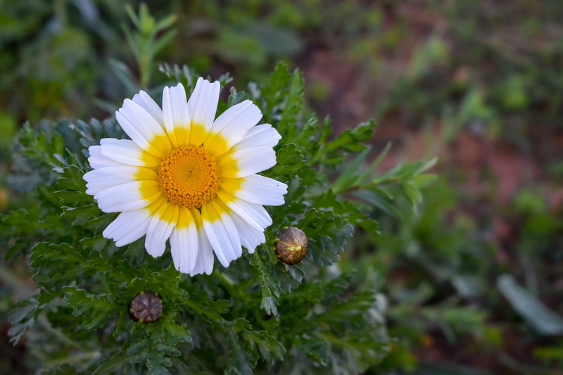 botany, field, white, day, no people, inflorescence, pollen, beauty in nature, growth, daisy, freshness, flower head, 5K, nature, close-up, vulnerability