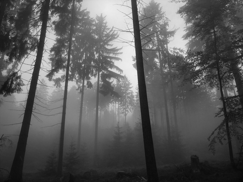 forest, mist, 2K, trees, dark, nature, dark forest