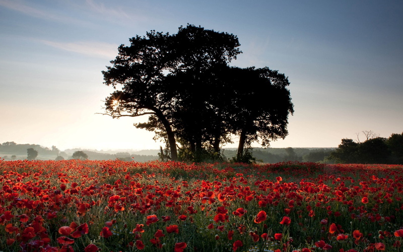 2K, Field, Poppies, Trees, Sunlight, Flowers, Summer, Nature, Dusk