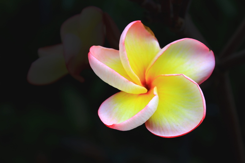 frangipani, outdoors, plant, petal, growth, vulnerability, freshness, quezon memorial circle, softness, soft focus, no people, black background, close-up