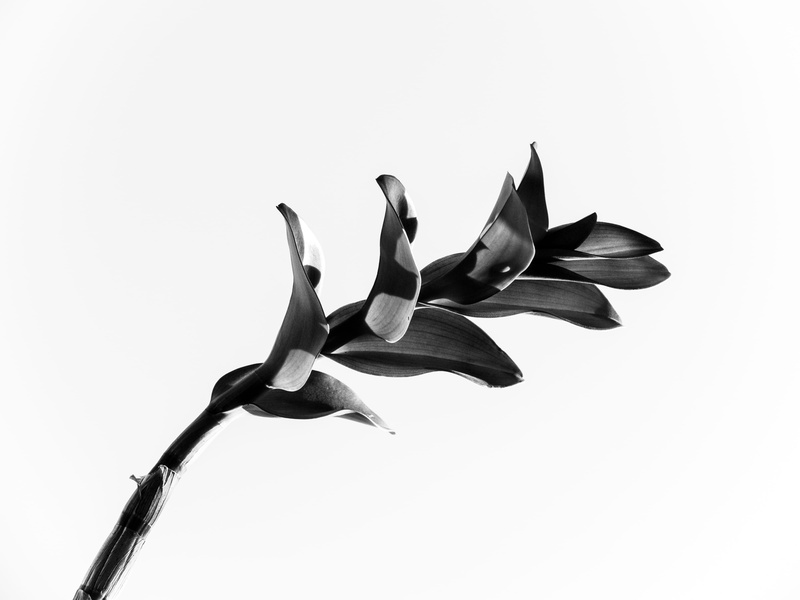 design, indoors, group of objects, choice, creativity, orchid, white background, quezon city, leaves, clear sky, cut out, studio shot, 4K, plant, black and white