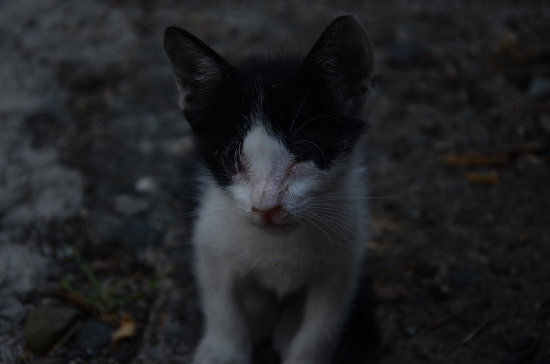 domestic animals, animal eye, philippines, vertebrate, pets, achromatic, close-up, 2K, one animal, portrait, mammal, baby cat, quezon city, domestic, black and white