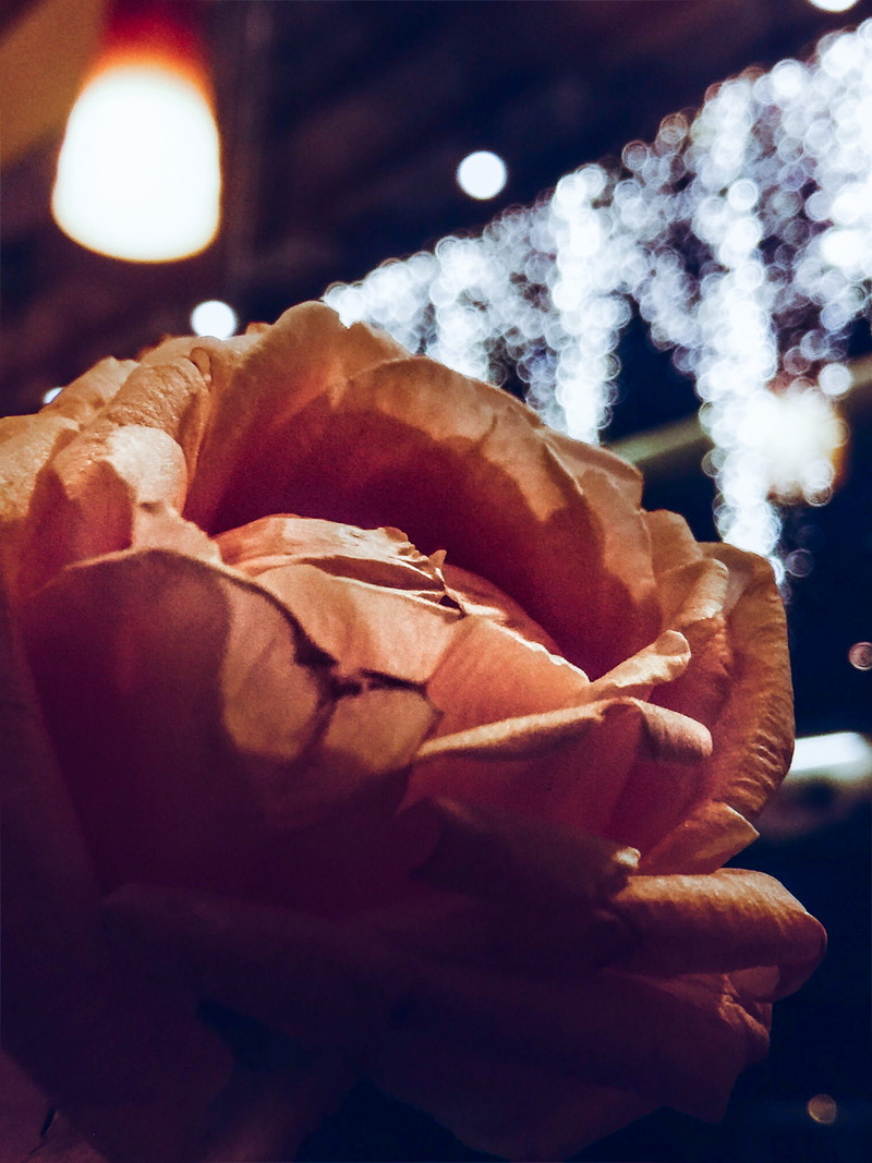 diliman, illuminated, cold temperature, focus on foreground, holiday, human hand, flower, quezon city, human body part, philippines, relaxation, 1080P