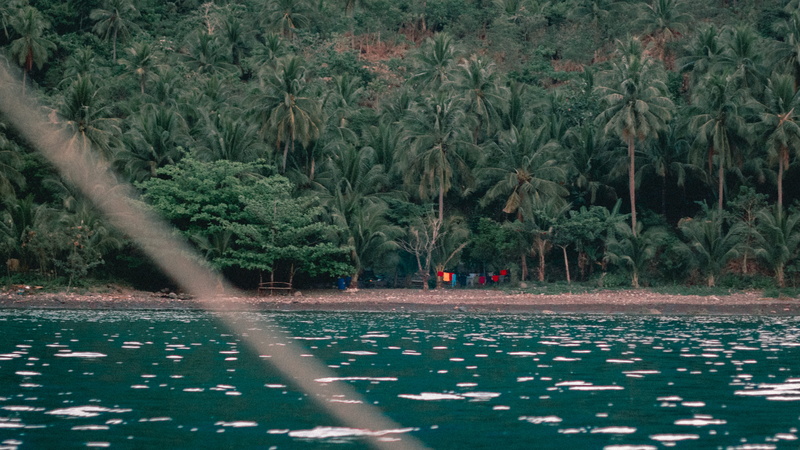 plant, abies, island life, tree, beauty in nature, summer, philippines, mode of transportation, waterfront, island, growth, 4K, gravel, fir, day, bush