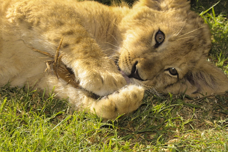 lion - feline, care feline, animals in the wild, animal head, mammal, grass, day, close-up, song, feline look, claw, puppy, animal wildlife, carnivora