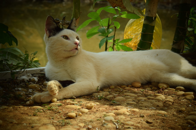 domestic animals, cat, looking, animals, relaxation, looking away, nature, domestic cat, animal themes, look, vertebrate, house cat, pet, gatão, whisker