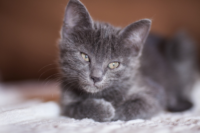 frightened, 5K, grey, feather, close, animal hair, cat, overview, domestic animals, expectant, feline, one animal, animals, kitten, eye, whisker, blue