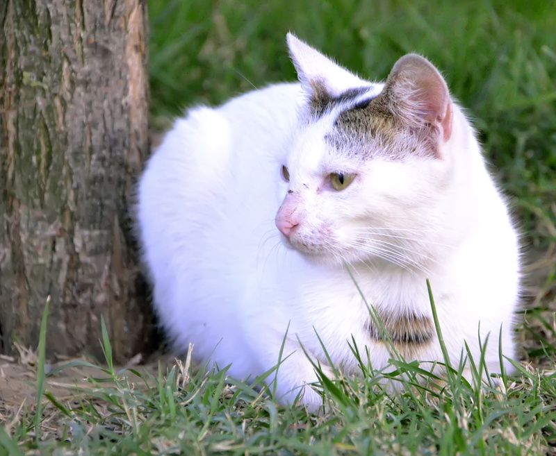 street, nature, animal portrait, eye, cat eye, vertebrate, one animal, park, puppies, day, overview, had, plant, sunset, field, kocaeli, green, tired, kitten