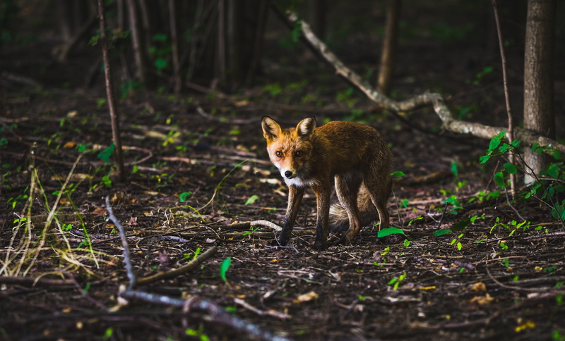 animals in the wild, outdoors, fox, plant, mammal, looking at camera, nature, land, animal, sly, fast, tree, wild, forest, vertebrate, portrait, selective focus