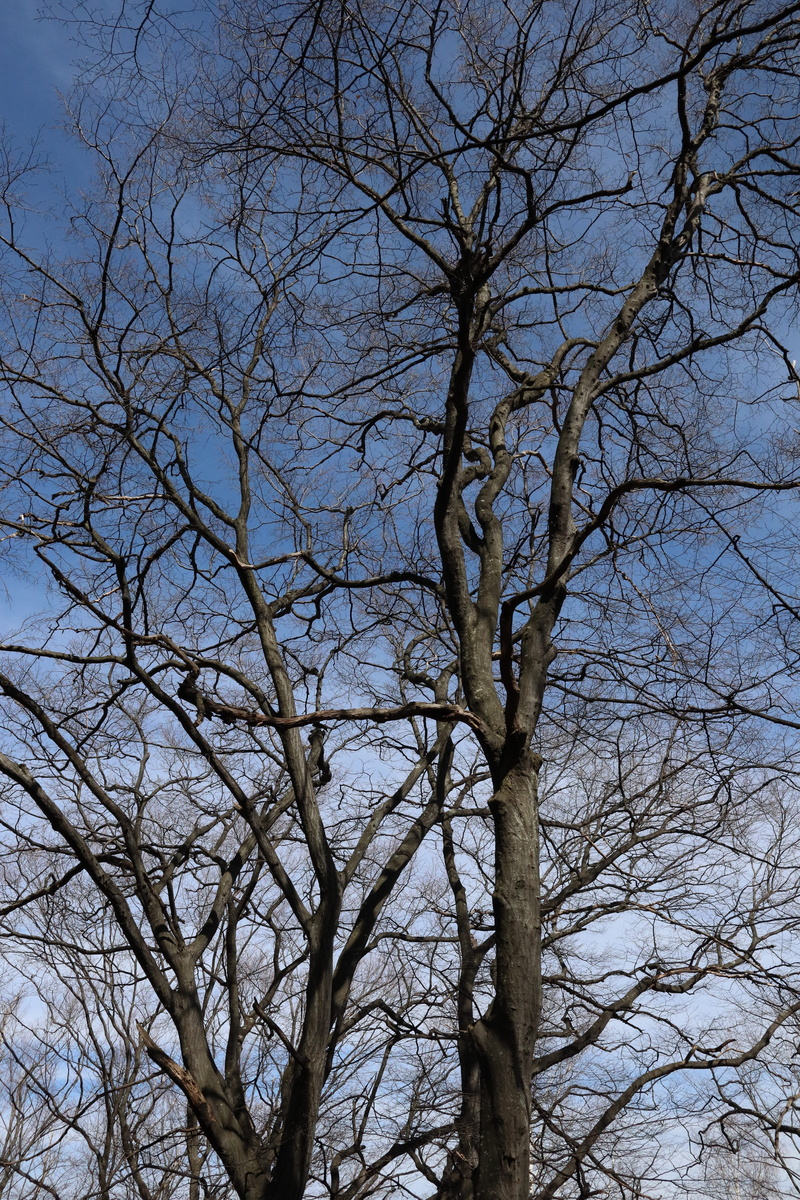 complexity, branches, plant, dead plant, trees, tree canopy, sky, outdoors, blue, up, nature, scenics - nature, forest, full frame, clear sky, tranquility